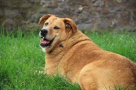 Feeding Human Food To Dogs