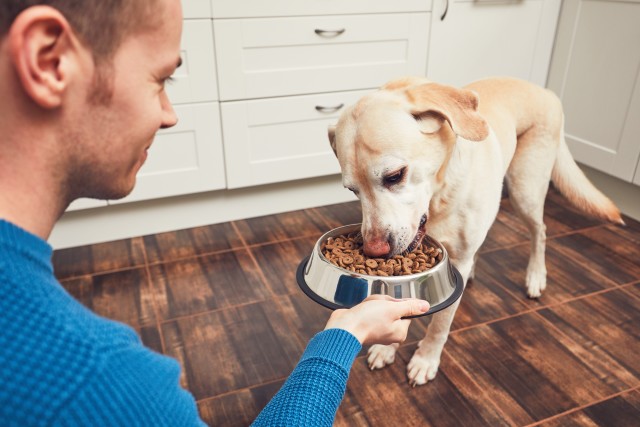 Which Dog Food is Best For My Dog?